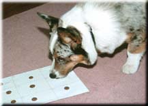 Harry makes his hockey pool picks