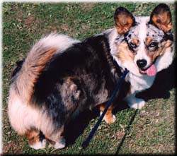 Harry is full of frisk